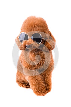 Mini Toy Poodle with Golden Brown Fur