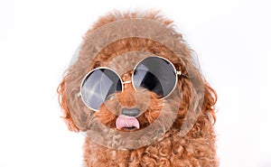 Mini Toy Poodle with Golden Brown Fur