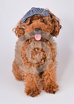 Mini Toy Poodle with Golden Brown Fur on a white background