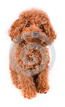 Mini Toy Poodle with Golden Brown Fur on a white background