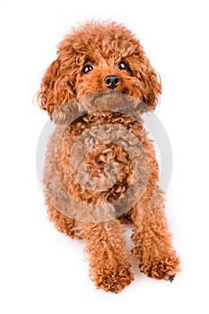 Mini Toy Poodle with Golden Brown Fur on a white background