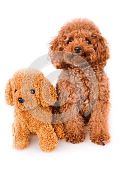 Mini Toy Poodle with Golden Brown Fur on a white background