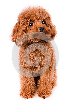 Mini Toy Poodle with Golden Brown Fur on a white background