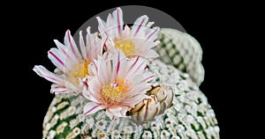 Mini-White Flower Timelapse of Blooming Cactus Opening