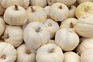 Mini white pumpkins high angle view