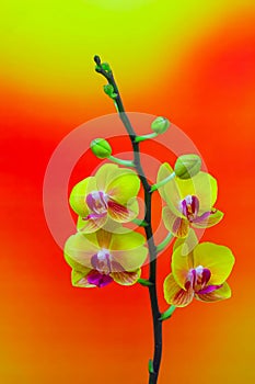 Mini yellow phalaenopsis orchids on colorful gradient background