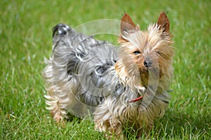 Mini yorkie dog on the grass
