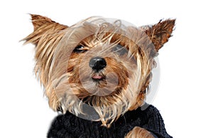 Mini yorkshire terrier dressed in modish grey sweater photo