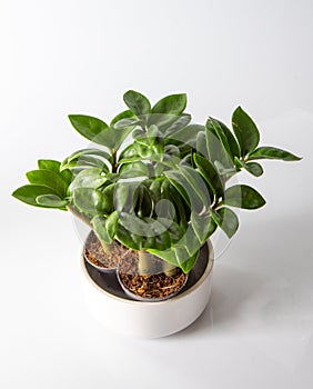 Mini Zamioculcas. Green house flower in a pot. Grow flowers in the garden. Floriculture. Green leaves. Flora background.