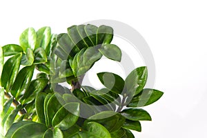 Mini Zamioculcas. Green house flower in a pot. Grow flowers in the garden. Floriculture. Green leaves. Flora background.