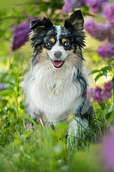 Miniatur australian shepherd dog under a lilac