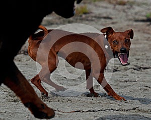 A Miniatur Pinscher shows the teeth on the beach