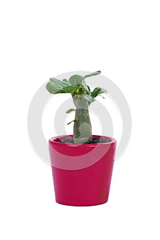 Miniature adenium obesum plant