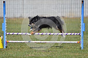 Miniature American (formerly Australian) Shepherd at Dog Agility Trial