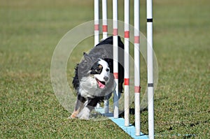 Miniature American (formerly Australian) Shepherd at Dog Agility Trial