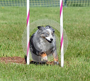 Miniature American (formerly Australian) Shepherd at Dog Agility Trial