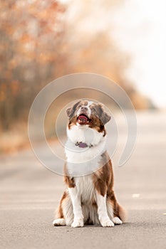 Miniature American Shepherd dog. Australian Shepherd. Fall season