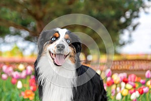 The Miniature American Shepherd dog portrait in tulips. Dog in flower field. Blooming. Spring