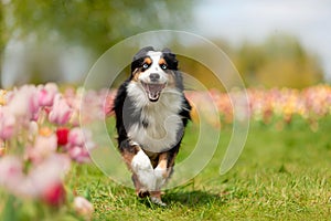 The Miniature American Shepherd dog running in tulips. Dog in flower field. Blooming. Spring