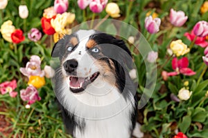 The Miniature American Shepherd dog sitting and looking up. Dog in flower field. Blooming. Spring. Blue eyes dog