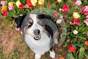 The Miniature American Shepherd dog sitting and looking up. Dog in flower field. Blooming. Spring. Blue eyes dog