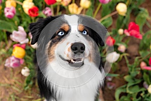 The Miniature American Shepherd dog sitting and looking up. Dog in flower field. Blooming. Spring. Blue eyes dog