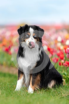 The Miniature American Shepherd dog sitting in tulips. Dog in flower field. Blooming. Spring. Blue eyes dog