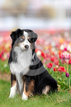 The Miniature American Shepherd dog sitting in tulips. Dog in flower field. Blooming. Spring. Blue eyes dog