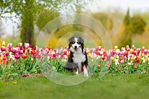 The Miniature American Shepherd dog sitting in tulips. Dog in flower field. Blooming. Spring. Blue eyes dog