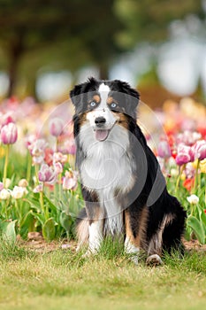 The Miniature American Shepherd dog sitting in tulips. Dog in flower field. Blooming. Spring. Blue eyes dog