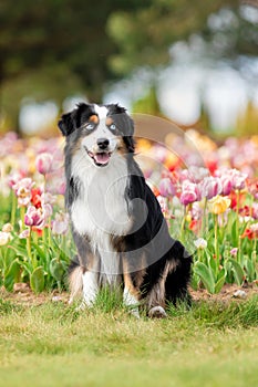 The Miniature American Shepherd dog sitting in tulips. Dog in flower field. Blooming. Spring. Blue eyes dog