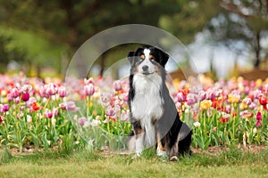 The Miniature American Shepherd dog sitting in tulips. Dog in flower field. Blooming. Spring. Blue eyes dog