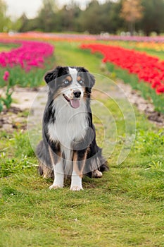 The Miniature American Shepherd dog sitting in tulips. Dog in flower field. Blooming. Spring. Blue eyes dog