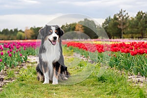 The Miniature American Shepherd dog sitting in tulips. Dog in flower field. Blooming. Spring. Blue eyes dog