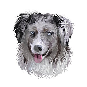 Miniature American shepherd, intelligent dog digital art illustration. MAS purebred trained to take part in sports, clever hound