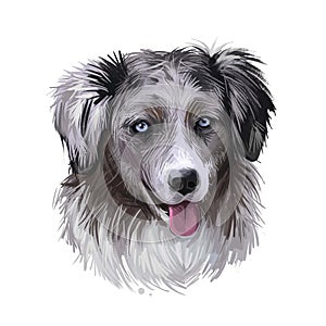 Miniature American shepherd, intelligent dog digital art illustration. MAS purebred trained to take part in sports, clever hound