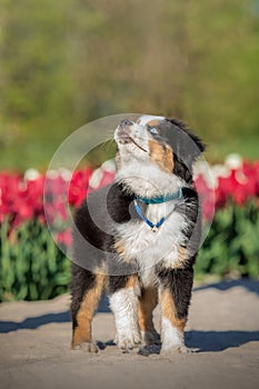 The Miniature American Shepherd puppy in tulips. Dog in flower field. Blooming. Spring