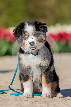 The Miniature American Shepherd puppy in tulips. Dog in flower field. Blooming. Spring