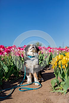 The Miniature American Shepherd puppy in tulips. Dog in flower field. Blooming. Spring