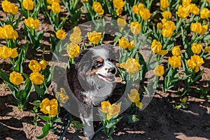 The Miniature American Shepherd puppy in tulips. Dog in flower field. Blooming. Spring