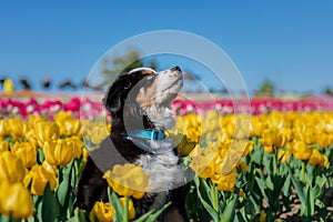 The Miniature American Shepherd puppy in tulips. Dog in flower field. Blooming. Spring