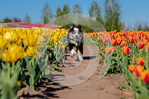 The Miniature American Shepherd puppy in tulips. Dog in flower field. Blooming. Spring