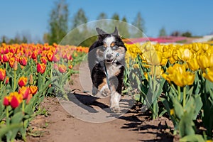 The Miniature American Shepherd puppy in tulips. Dog in flower field. Blooming. Spring