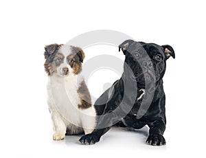 Miniature American Shepherd and staffie