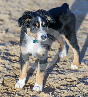 Miniature Australian Shepherd American Shepherd Puppy Female.