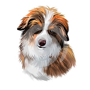 Miniature Australian shepherd dog, small puppy digital art