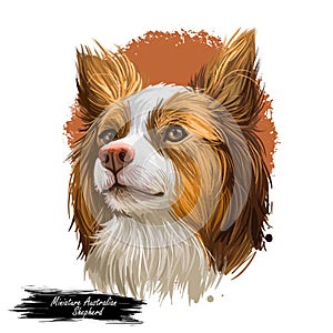 Miniature Australian shepherd, pet originated in USA digital art illustration. Herding working stock dog with long ears