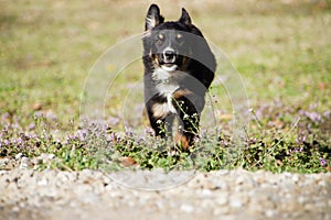 Miniature Australian Shepherd puppy running toward viewer