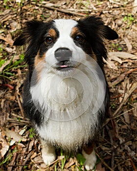 Miniature Australian Sheppard