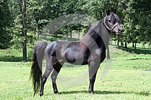 Miniature black horse